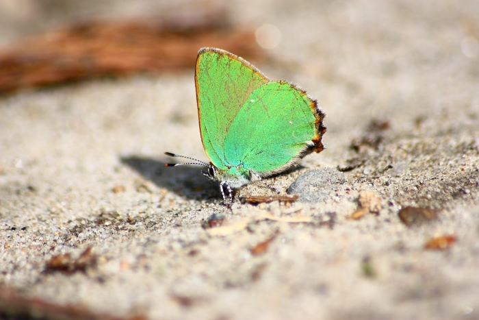 Invasione di Callophrys rubi